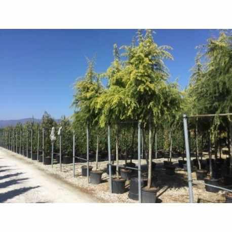 Cedru „Golden Horizon” 2.50 - 3.50 m / Cedrus deodara „Golden Horizon”/ gradina-noastra