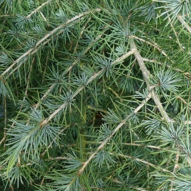 Cedru de Himalaya 2.50 - 3.00 m / Cedrus deodora / gradina-noastra