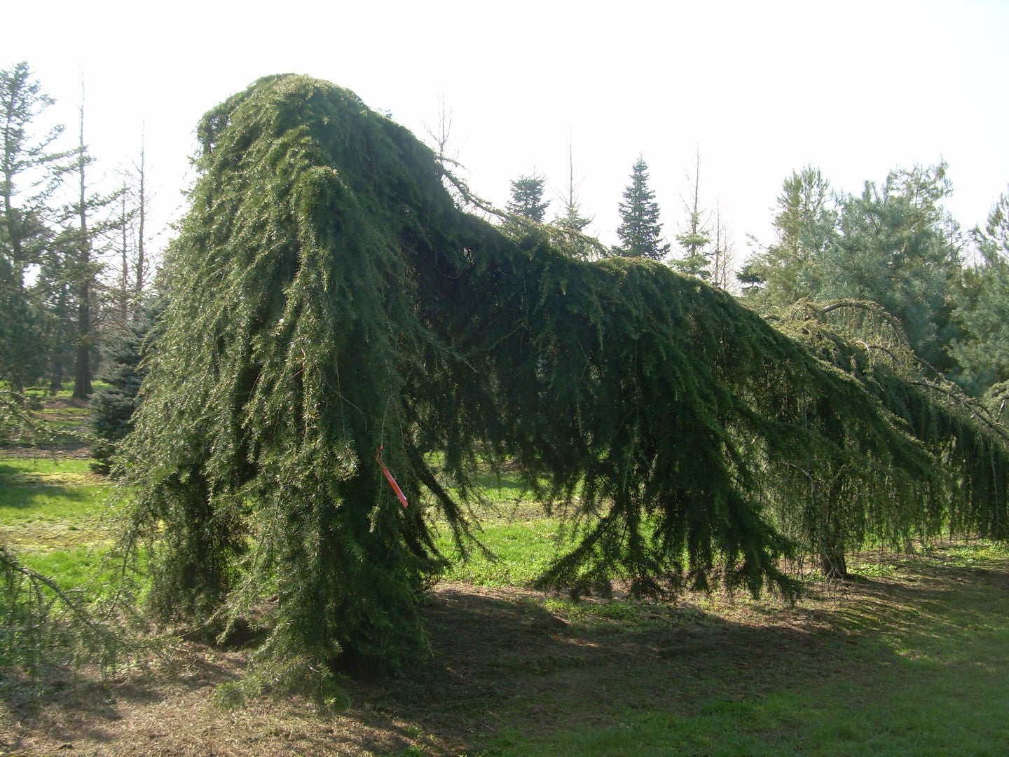 Cedru de Himalaya pendul 2.20 - 2.50 m / Cedrus deodara "Pendula" / by gradina-noastra