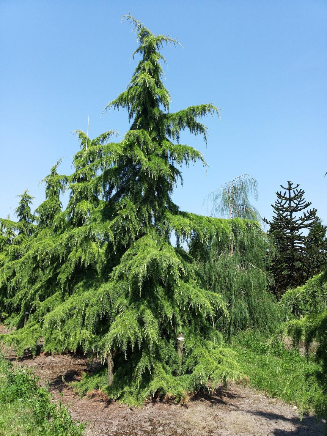 Cedru de Himalaya 2.50 - 3.00 m / Cedrus deodora / gradina-noastra