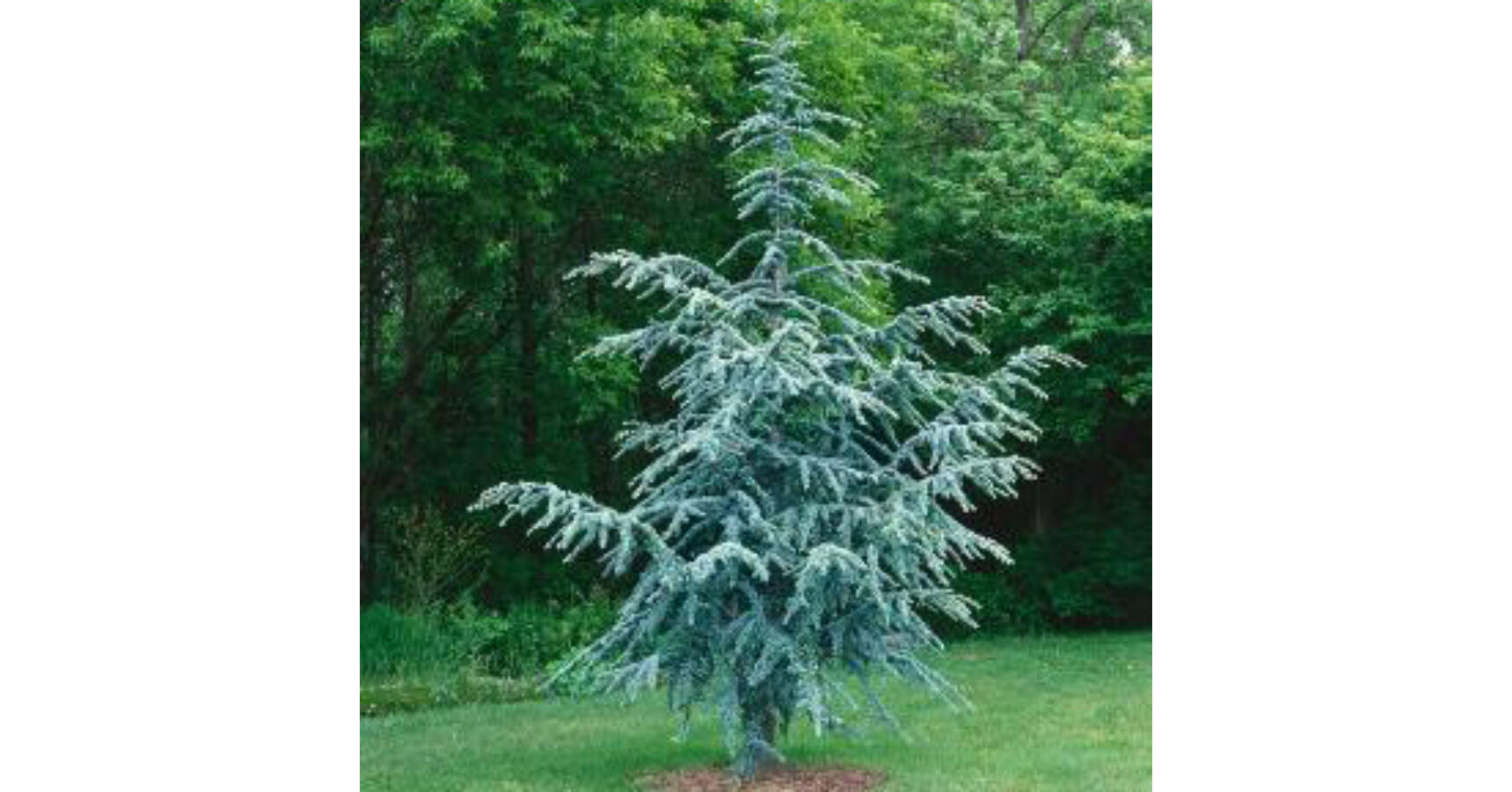 Cedru argintiu-albastru "Silberspitz" 1.30 - 1.50 m / Cedrus atlantica "Silberspitz" / - Gradina Noastra