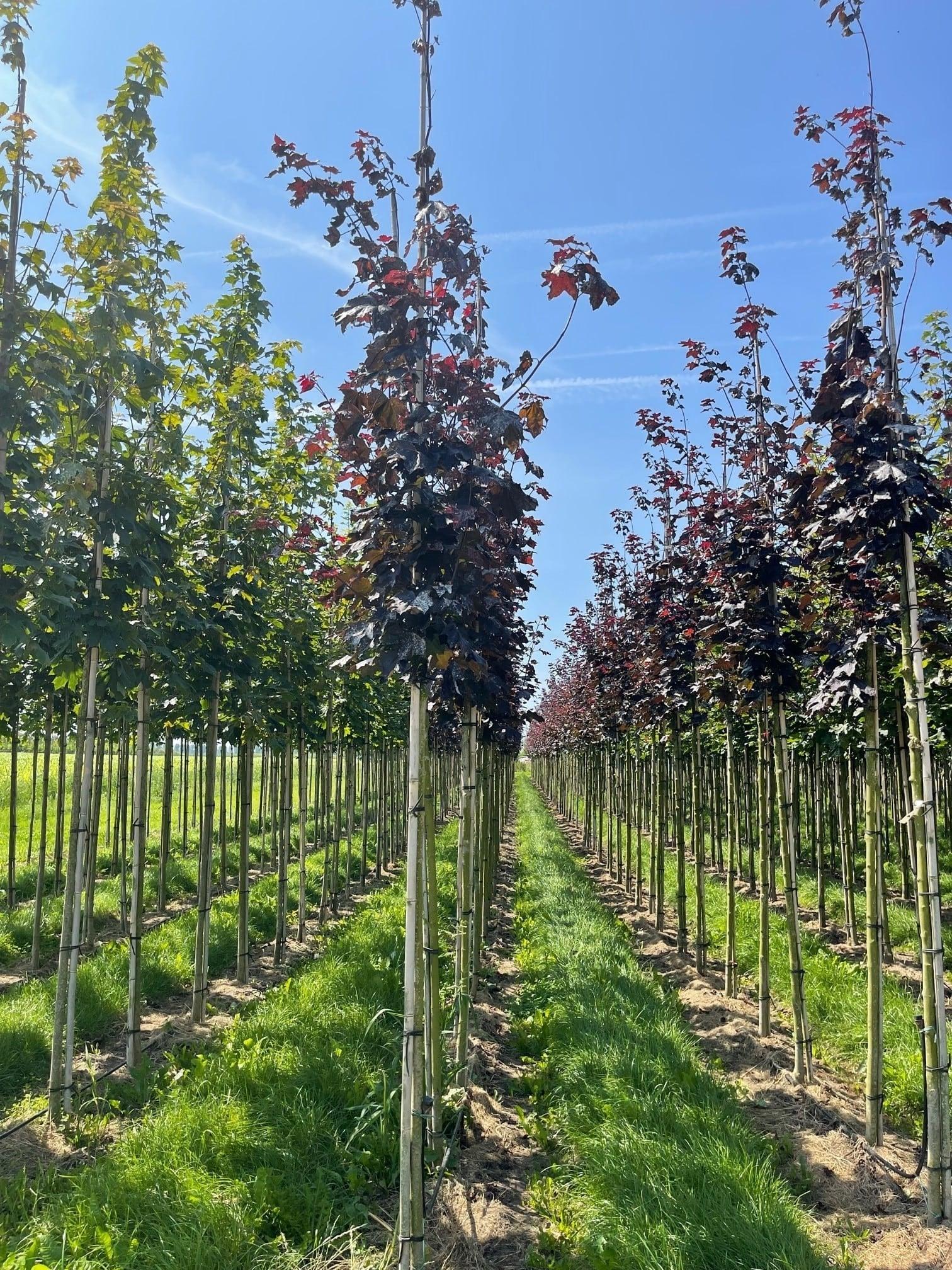 Artar rosu "Royal Red" 2.00 - 2.50 m / Acer platanoides "Royal Red"/ gradina-noastra