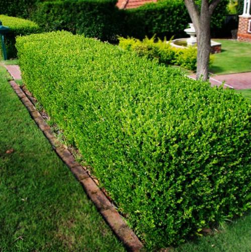 Buxus "Faulkner" 0.30- 0.50 m / Buxus microphylla"Faulkner"/ gradina-noastra