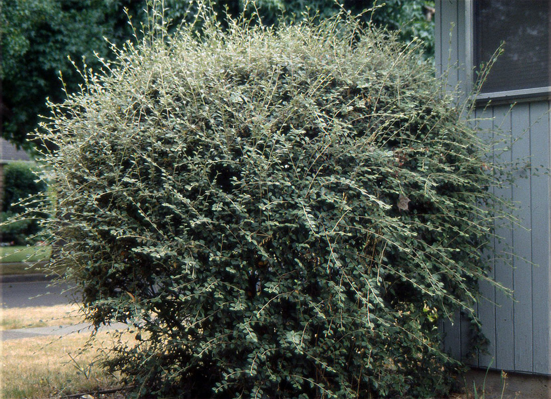 Barcoace franchetii 0.80 - 1.20 m / Cotoneaster franchetii/ - Gradina Noastra