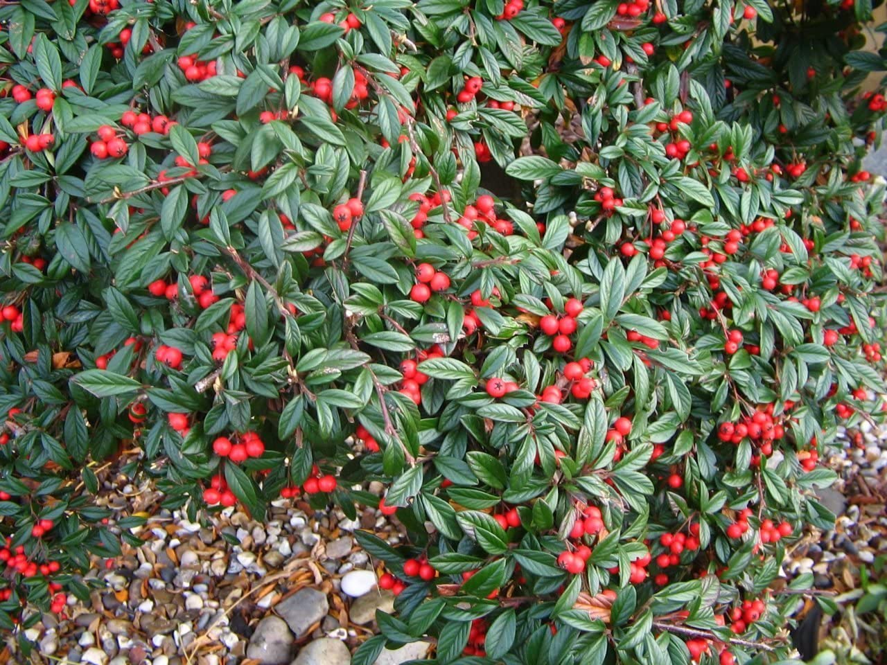 Barcoace "Coral Beauty" 0.20 - 0.25 m / Cotoneaster "Coral Beauty"/ by gradina-noastra