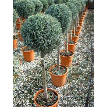 Chiparos de Arizona fastigiat 0.80 - 1.20 m / Cupressus arizonica ‘Fastigiata’ / gradina-noastra