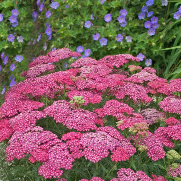 Achillea millefolium "Saucy Seduction" Gradina Noastra