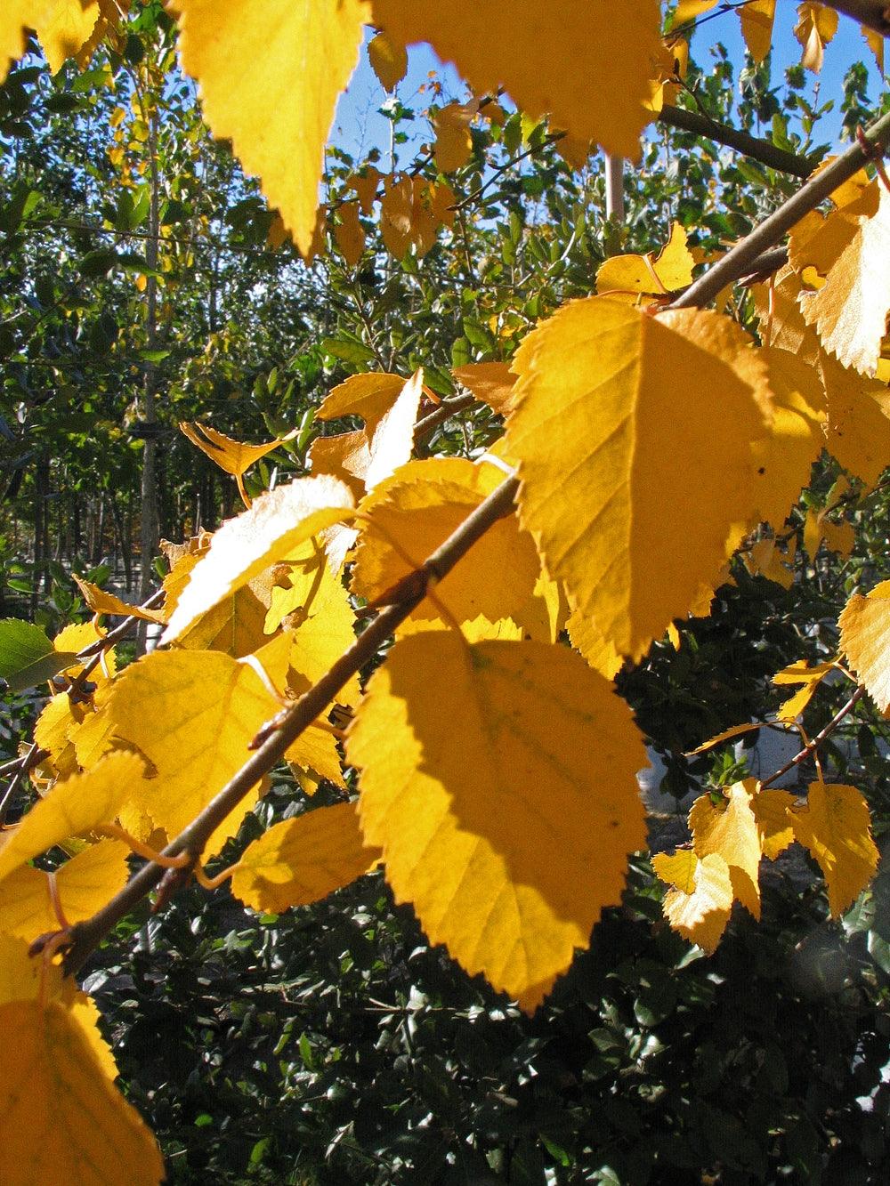 Mesteacan "Doorenbos" 3.00 - 4.00 m / Betula utilis "Doorenbos "/ gradina-noastra
