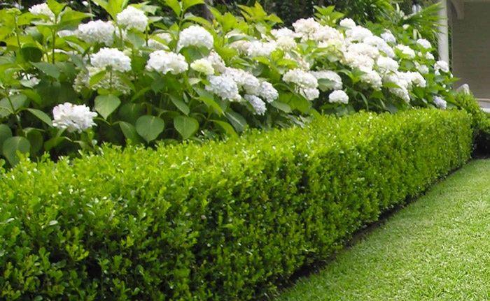 Buxus "Faulkner" 0.30- 0.50 m / Buxus microphylla"Faulkner"/ gradina-noastra