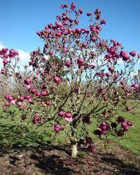 Magnolia "Black Tulip" 2.00 - 2.50 m / Magnolia "Black Tulip"/ gradina-noastra