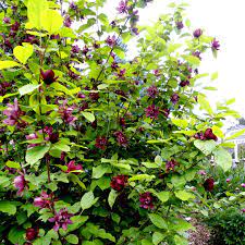 Calycanthus "Aphrodite" 1.30 - 1.50 m / Calycanthus x raulstonii "Aphrodite" / by gradina-noastra