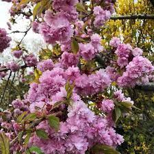 Cires japonez pendul "Kiku - Shidare - Zakura" 2.00 - 2.50 m / Prunus serrulata "Kiku - Shidare - Zakura" / gradina-noastra