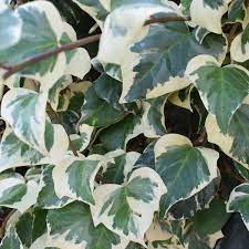 Iedera "Elegantissima" 1.80 - 2.00 m / Hedera helix "Elegantissima"/ by gradina-noastra