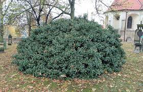 Iedera "Arborescens" 0.60 - 0.80 m / Hedera helix "Arborescens"/ by gradina-noastra
