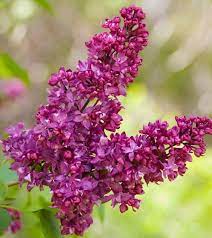 Liliac "Charles Joly" 1.20 - 1.50 m / Syringa vulgaris "Charles Joly" / by gradina-noastra