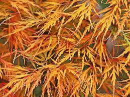 Artar japonez "Viridis" 1.70 - 2.00 m / Acer palmatum dissectum "Viridis" / gradina-noastra