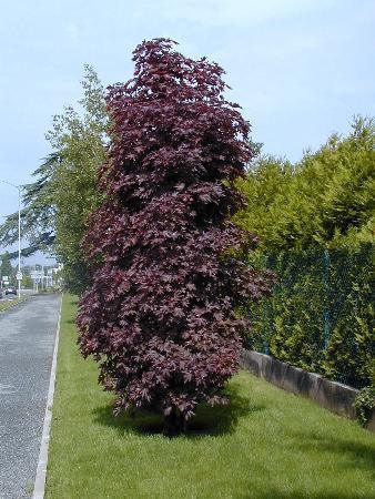 Artar rosu "Crimson Sentry" 1.75 - 2.50 m / Acer platanoides "Crimson Sentry"/ gradina-noastra