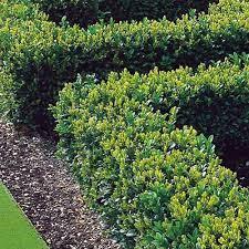 Buxus "Faulkner" 0.30- 0.50 m / Buxus microphylla"Faulkner"/ gradina-noastra