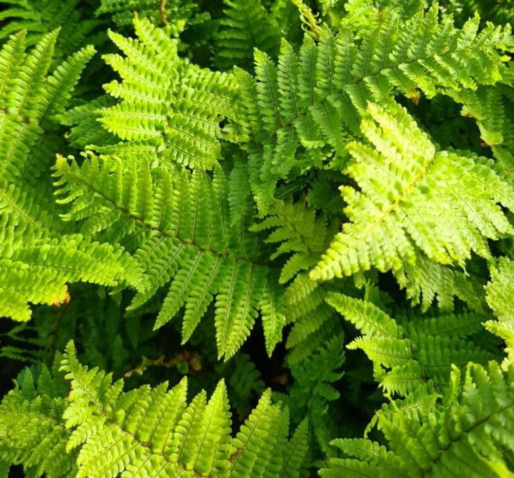Dryopteris affinis "Crispa" Gradina Noastra