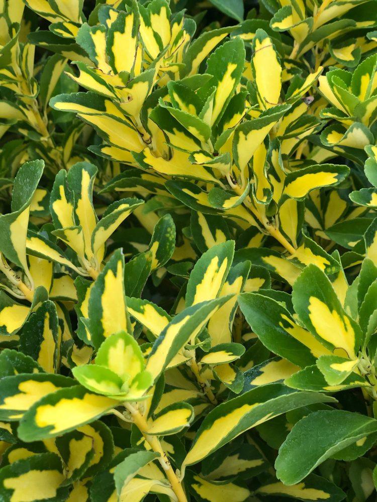 Euonymus "Aureopictus" 0.60 -0.80 m / Euonymus japonicus "Aureopictus"/ gradina-noastra