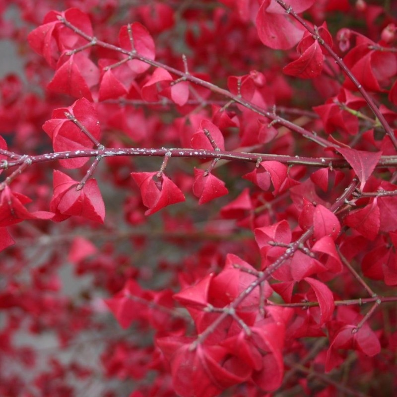 Euonymus alatus multitulpinal / Euonymus alatus / by gradina-noastra