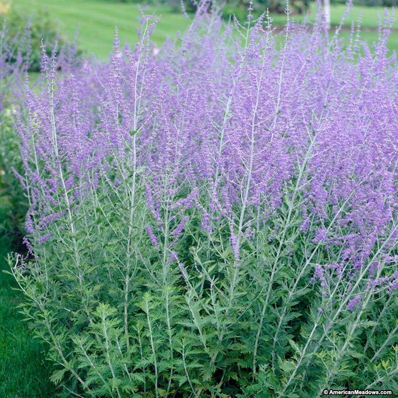 Perovskia atriplicifolia "Blue Spire" Gradina Noastra