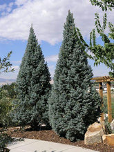 Molid argintiu columnar 1.20 - 1.30 m / Picea pungens "Iseli Fastigiata" / gradina-noastra