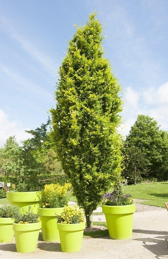 Fag columnar "Dawyck Gold" 1.20 - 1.50 m / Fagus sylvatica „Dawyck Gold” / gradina-noastra
