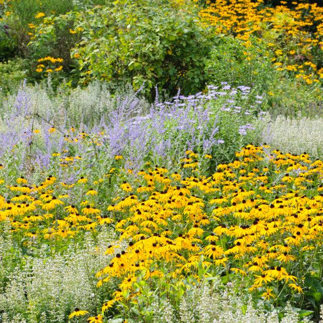 Rudbeckia fulgida Forever Gold’ Gradina Noastra