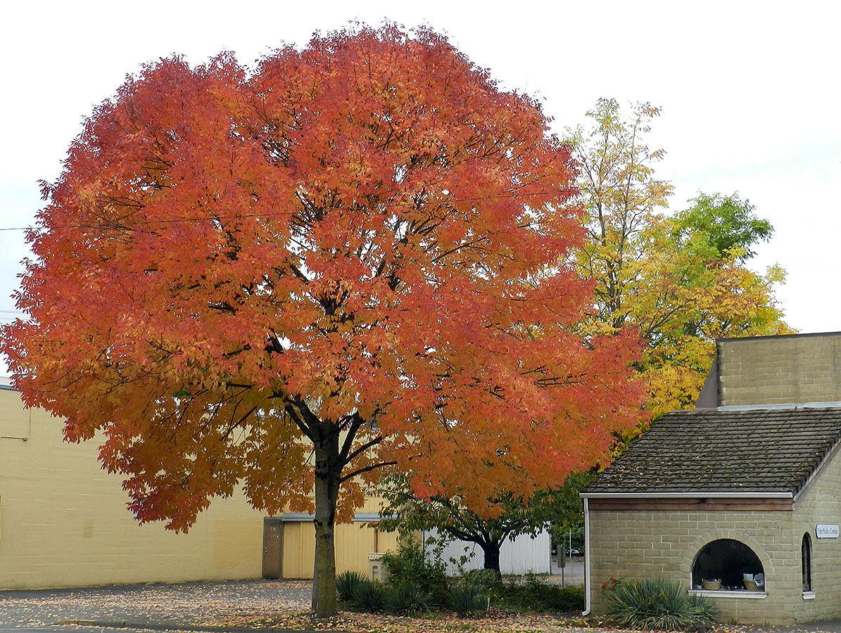 Frasin "Autumn Purple" 2.00 - 2.50 m / Fraxinus americana "Autumn Purple"/ gradina-noastra