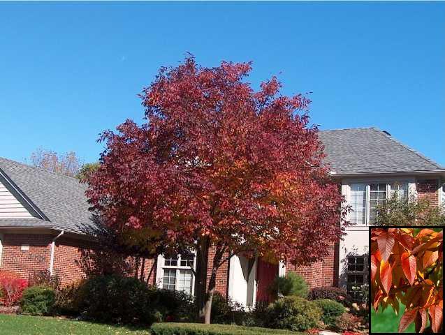 Frasin "Autumn Purple" 2.00 - 2.50 m / Fraxinus americana "Autumn Purple"/ gradina-noastra