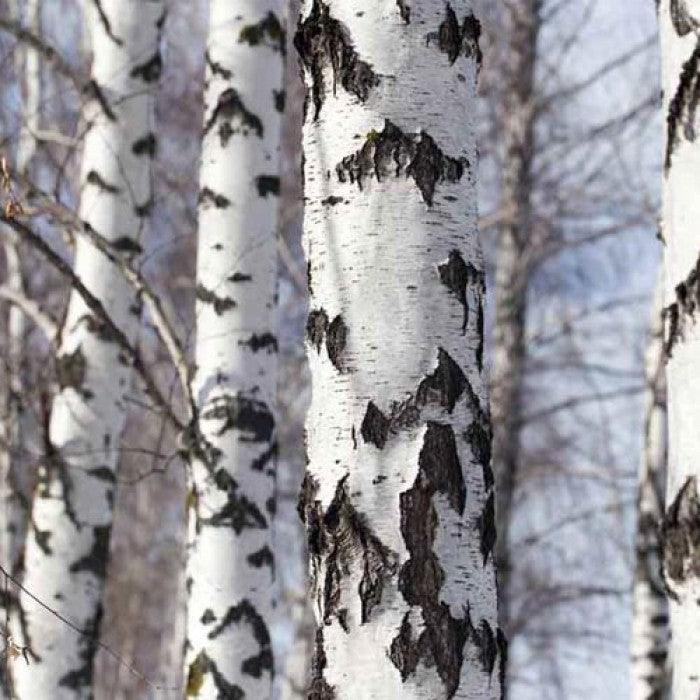 Mesteacan argintiu multitulpinal 2.50 - 3.50 m / Betula pendula / gradina-noastra