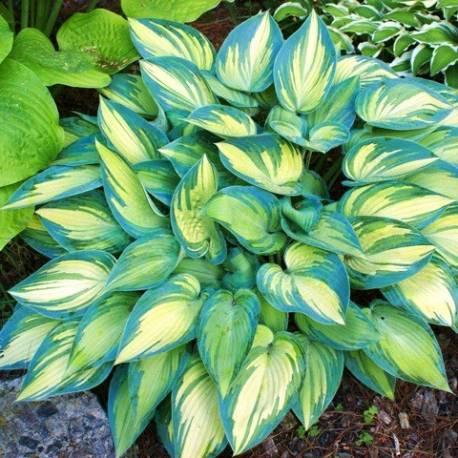 Hosta "Funkia June" Gradina Noastra