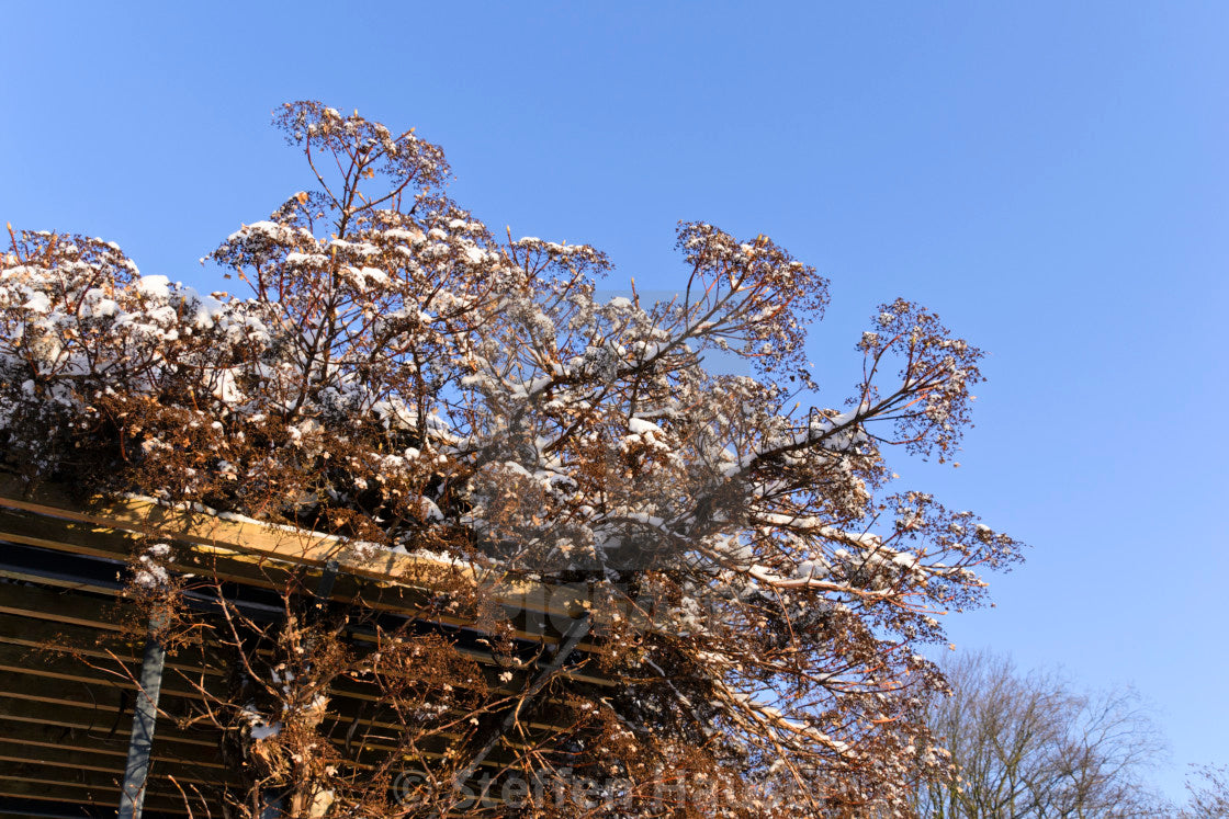 Hortensia cățărătoare 1.00 - 1.30 m / Hydrangea petiolaris / by gradina-noastra