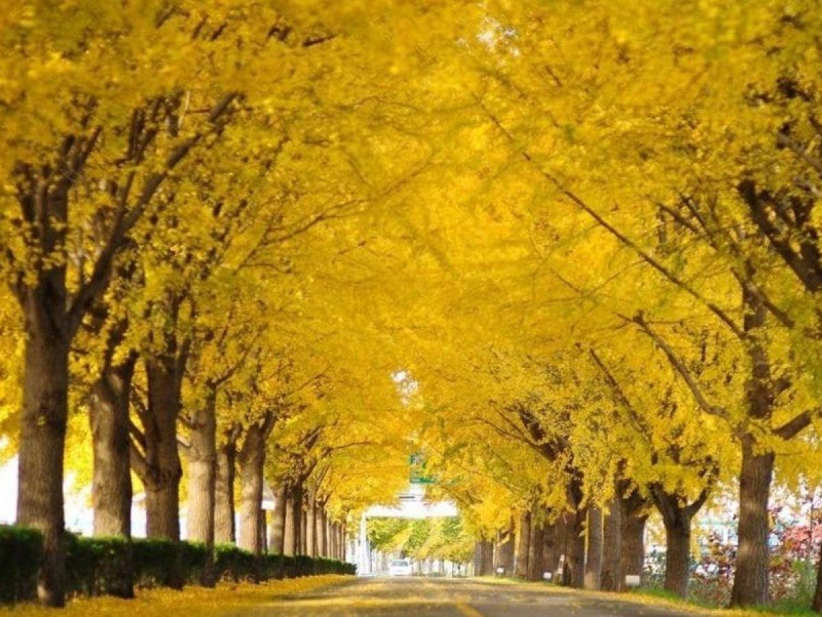 Arborele pagodelor 4.00 - 5.00 m / Ginko biloba / gradina-noastra