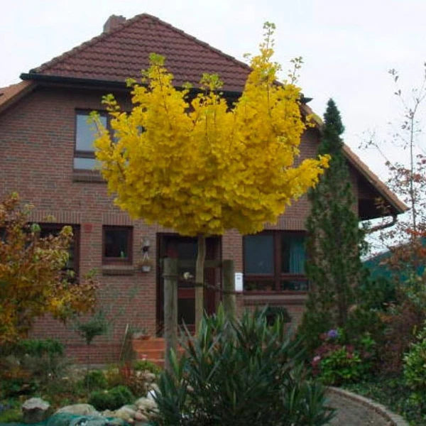 Arborele pagodelor "Mariken" 2.20 m / Ginko biloba "Mariken" / gradina-noastra