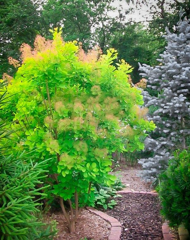Scumpie „Golden Spirit” 0.40 - 0.60 m / Cotinus coggygria „Golden Spirit” / gradina-noastra