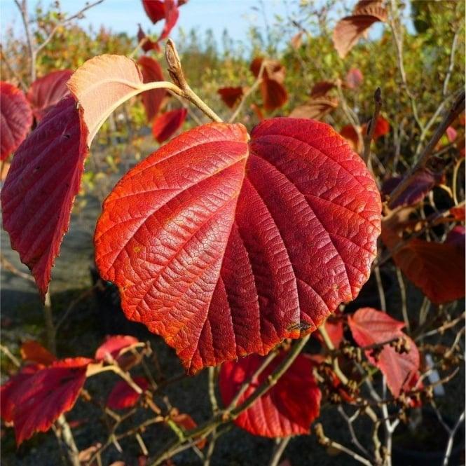 Nucul vrajitoarelor "Jelena" 0.80 - 1.20 m / Hamamelis x intermedia"Jelena"/ gradina-noastra