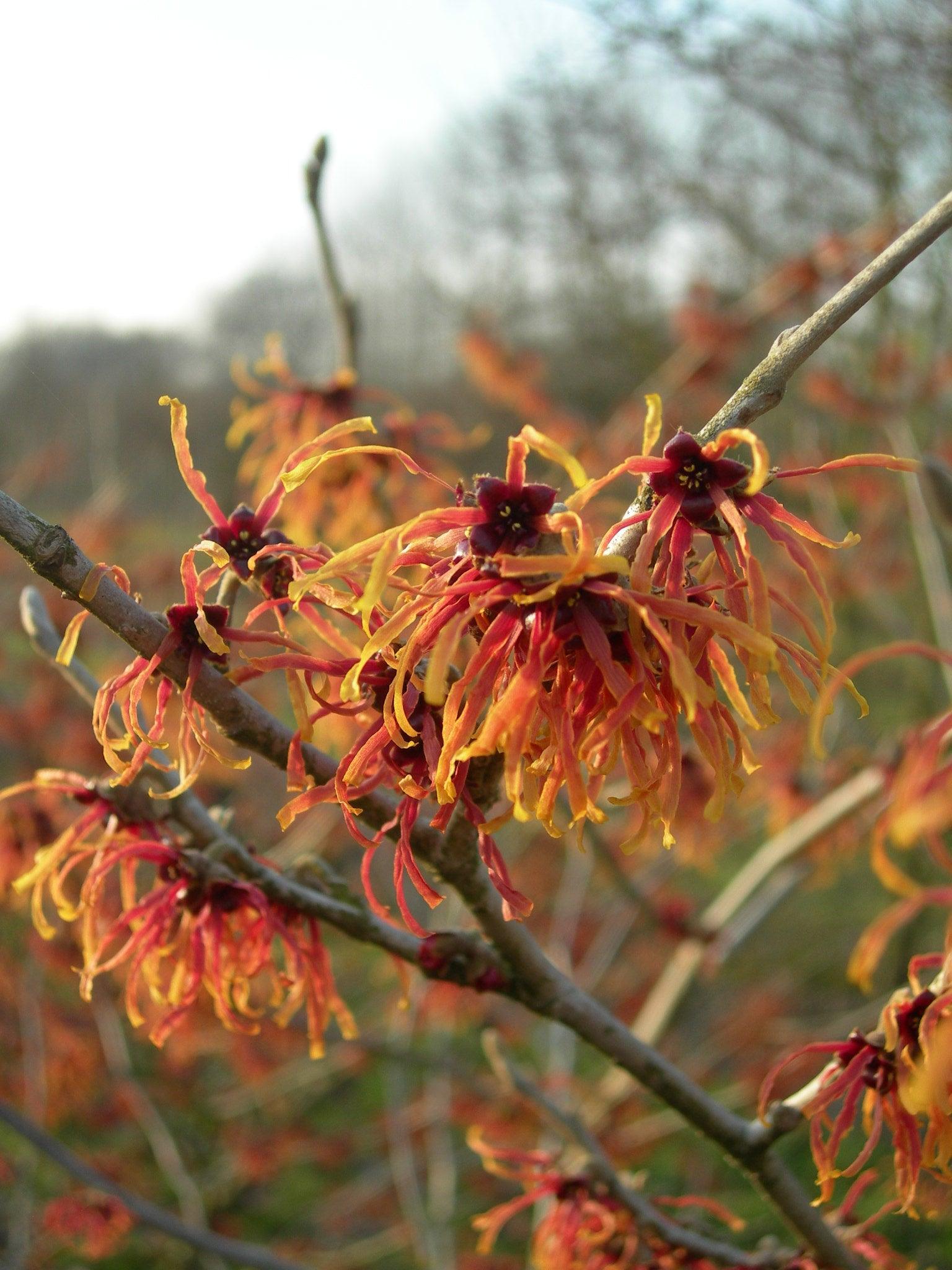 Nucul vrajitoarelor "Jelena" 0.80 - 1.20 m / Hamamelis x intermedia"Jelena"/ gradina-noastra