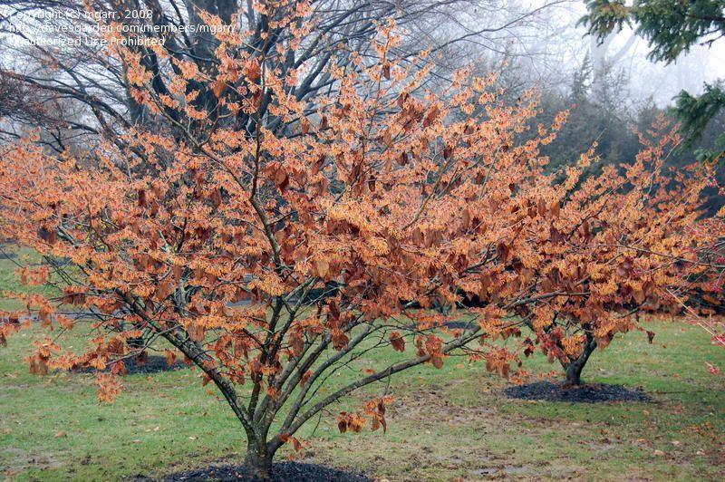Nucul vrajitoarelor "Jelena" 0.80 - 1.20 m / Hamamelis x intermedia"Jelena"/ gradina-noastra