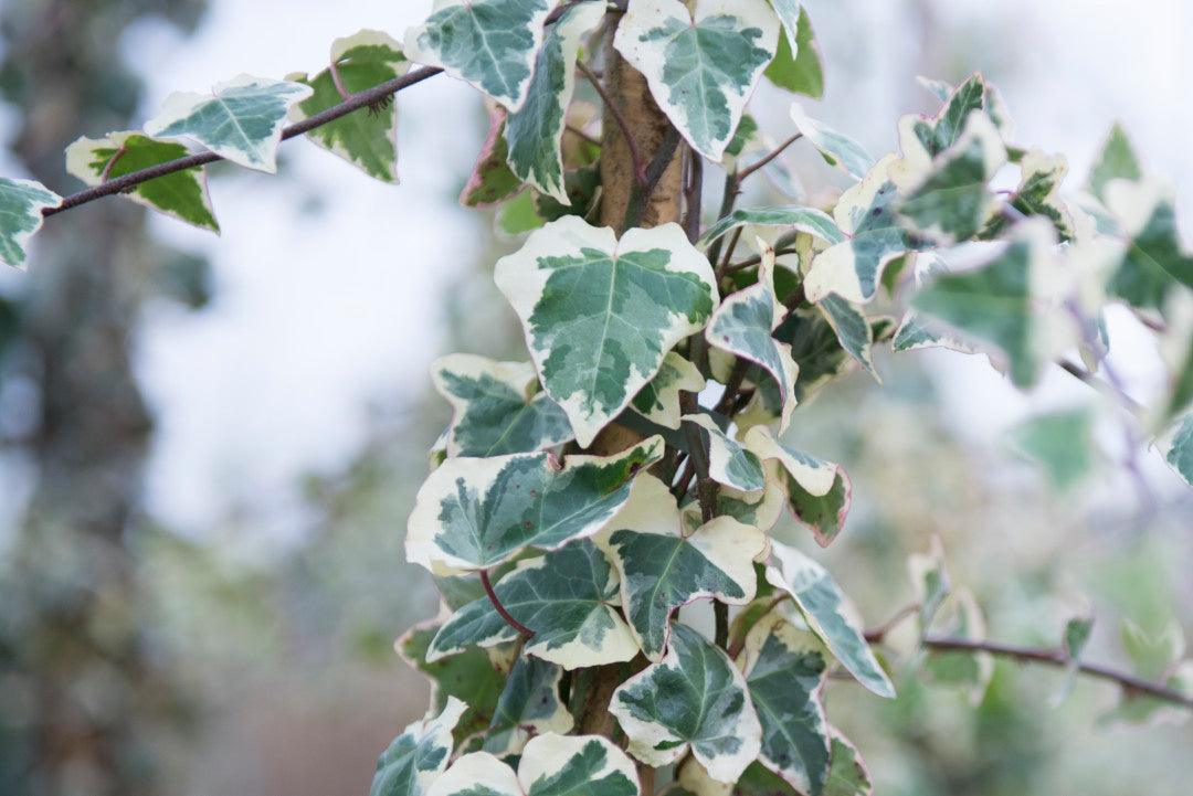 Iedera "Elegantissima" 1.20 -1.50 m / Hedera helix "Elegantissima"/ gradina-noastra