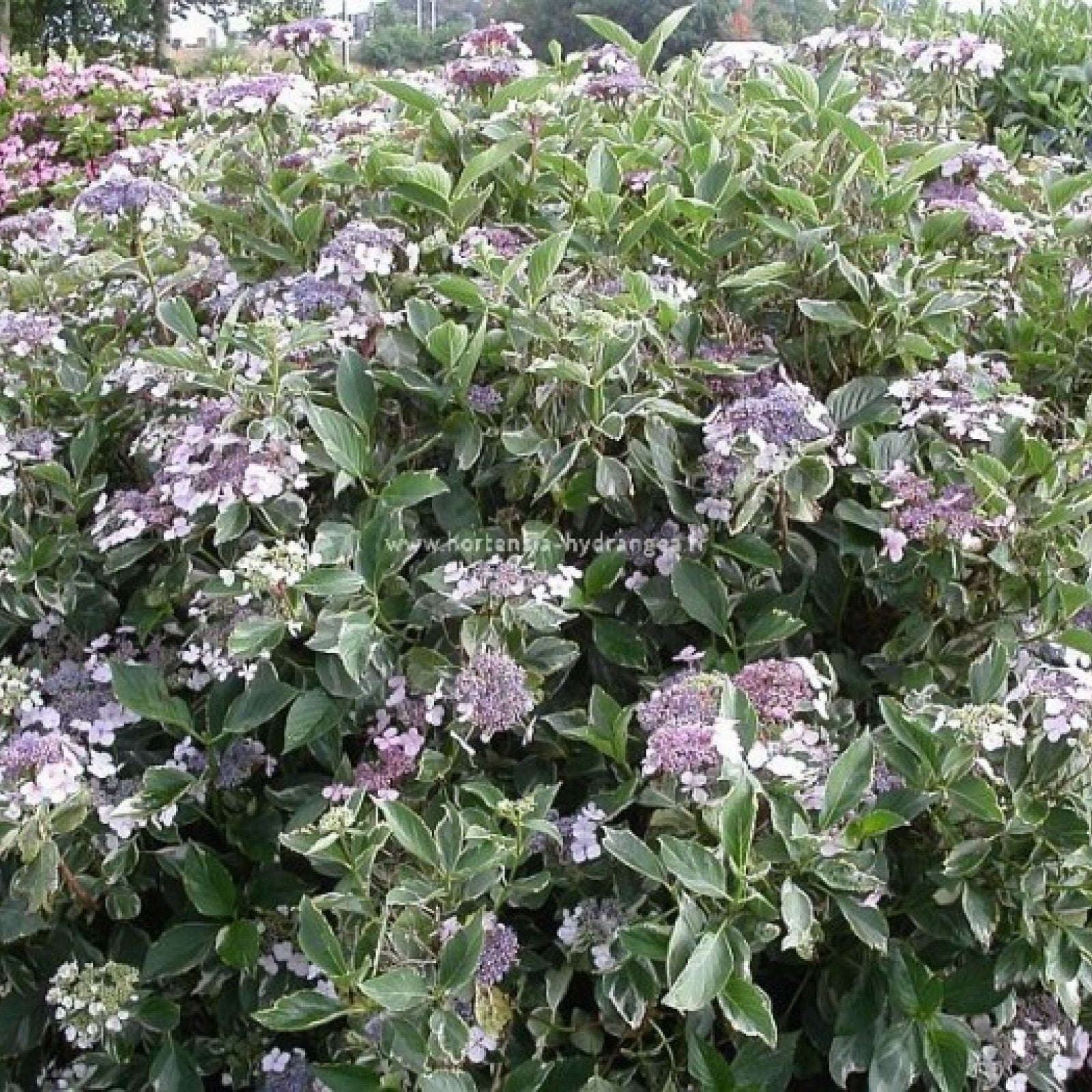 Hortensia "Tricolor" 0.50 - 0.70 m / Hydrangea macr. "Tricolor"/ by gradina-noastra