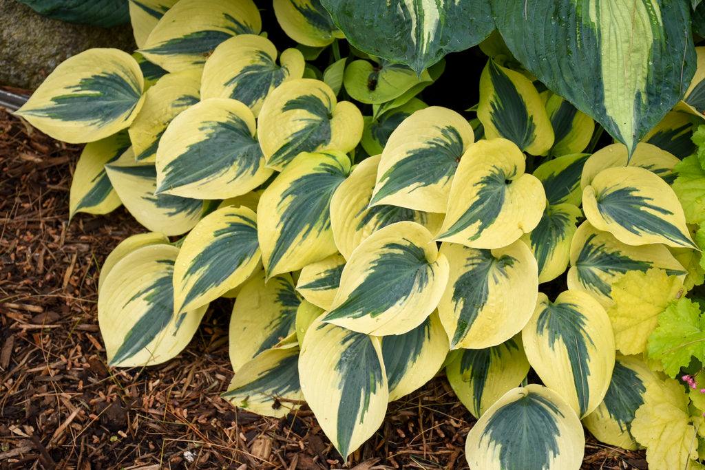 Hosta "Shadowland Autumn Frost" Gradina Noastra