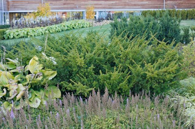 Tisa "Green Mountain" 1.00 - 1.20 m / Taxus x media "Green Mountain" / gradina-noastra