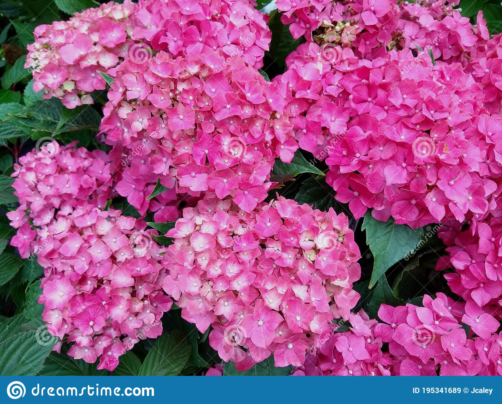 Hortensia "Maman Rose" 0.50 - 0.70 m / Hydrangea macr. "Maman Rose"/ by gradina-noastra