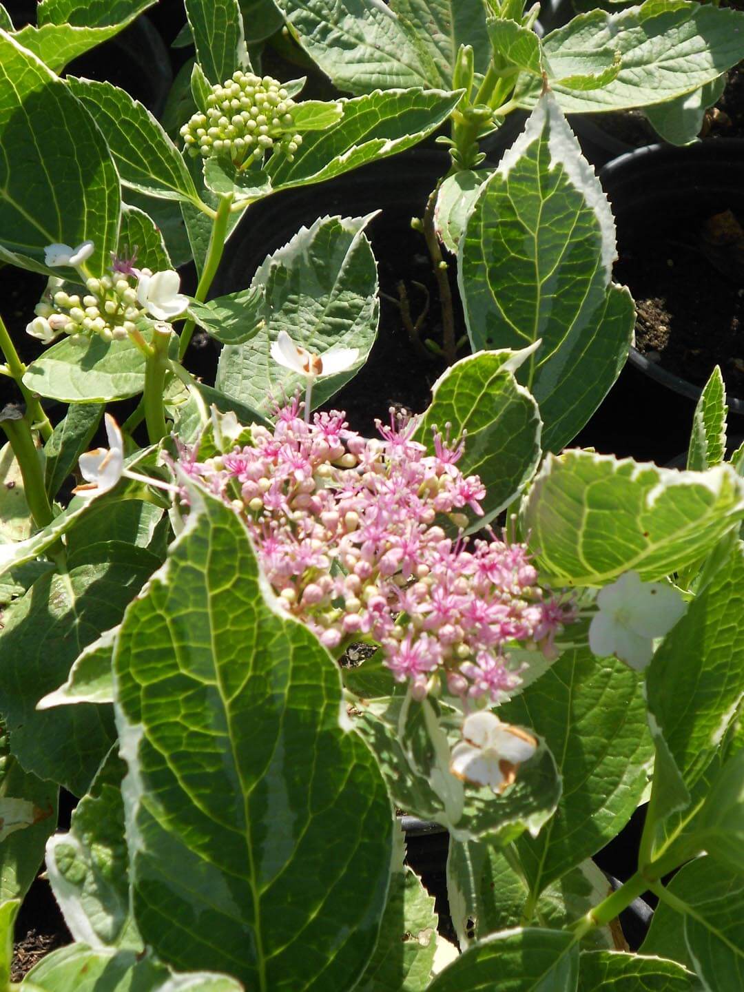 Hortensia "Tricolor" 0.50 - 0.70 m / Hydrangea macr. "Tricolor"/ by gradina-noastra