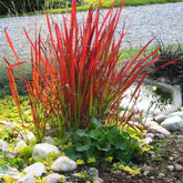 Imperata "Red Baron"  0.30 - 0.40 m / Imperata cylindrica "Red Baron" / gradina-noastra