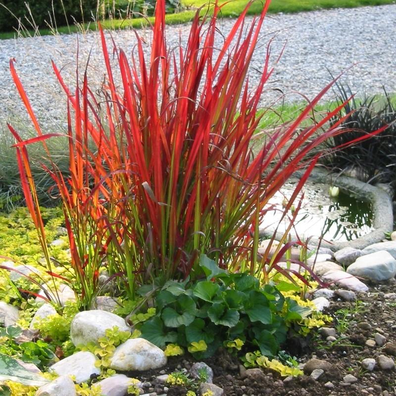 Imperata "Red Baron" 0.30 - 0.40 m / Imperata cylindrica "Red Baron" / gradina-noastra