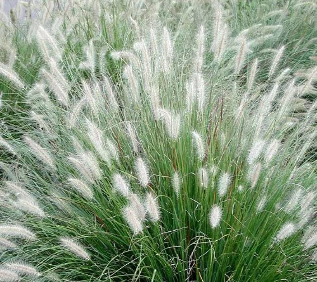 Pennisetum alopecuroides "Little Bunny" 0.10 - 0.20 m by gradina-noastra