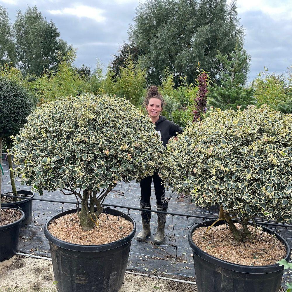 Ilex "Argenteamarginata" multitulpinal 1.00 -1.30 m / Ilex aquifolium "Argenteamarginata"/ gradina-noastra